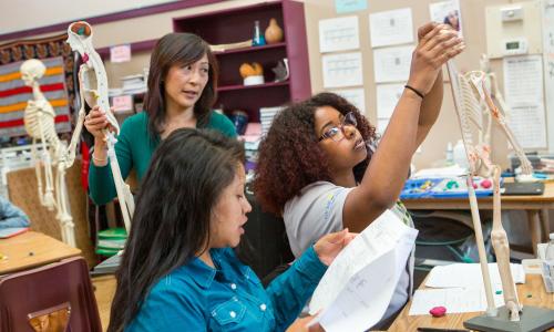 Students looking at a model skeleton