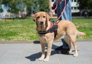 Service dog on a harness